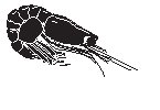 Shrimp.eps