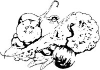 Assorted Veggies 5.eps