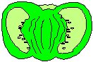 Bell Pepper 4.eps