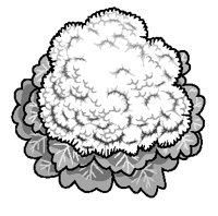 Cauliflower.eps
