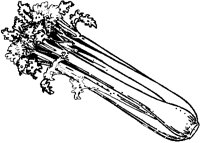 Celery 1.eps