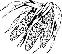 Corn - Indian.eps