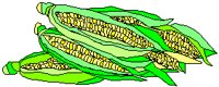 Corn 1.eps