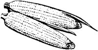 Corn 6.eps