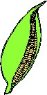 Corn 8.eps