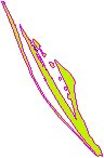 Corn Stalk.eps