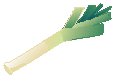 Leek.eps