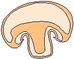 Mushroom Slice.eps