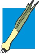 Onion - Green 1.eps
