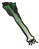 Onion - Green 2.eps