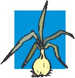 Onion 1.eps