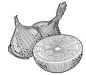 Onions 1.eps