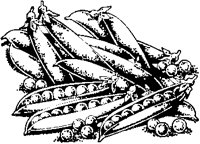 Pea Pods 4.eps