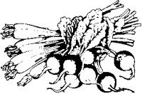 Radishes & Onions.eps