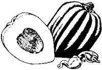 Squash - Acorn.eps