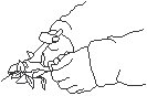 Clipping Leaves 1.eps