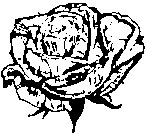 Rose.eps