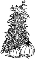Cornstalks.eps