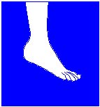 Ankle & Foot.eps