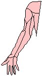 Arm - Left.eps