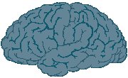 Brain.eps