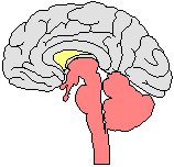 Brain - Cross Section.eps