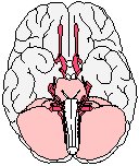 Brain - Inferior View.eps
