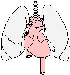 Cardiovascular System.eps