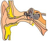 Ear 1.eps