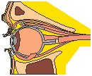 Eye - Inner 1.eps