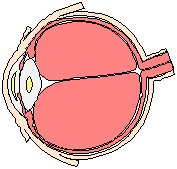 Eye - Inner 3.eps