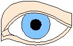 Eye 3.eps