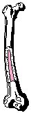 Femur.eps