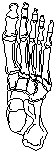 Foot.eps