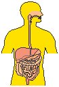 Gastrointestinal 2.eps