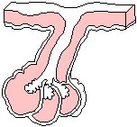 Hair Follicle.eps