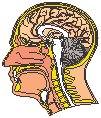 Head - Cross Section.eps