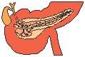 Internal Organs 2.eps