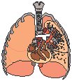 Internal Organs 3.eps