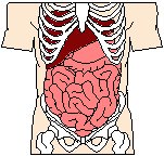Internal Organs 4.eps