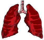 Lungs & Trachea.eps