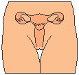 Reproductive - Female.eps