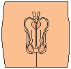 Reproductive - Male.eps