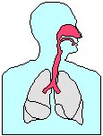 Respiratory System.eps