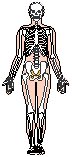 Skeleton 1.eps