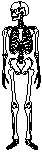 Skeleton 3.eps