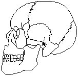 Skull - Lateral View.eps