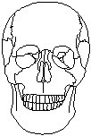 Skull 2.eps