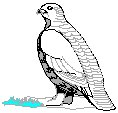 Bird Perched 3.eps