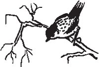 Bird Ready to Fly.eps